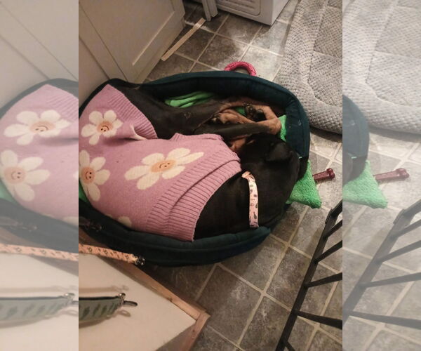 Medium Photo #3 Doberman Pinscher-Unknown Mix Puppy For Sale in New London, WI, USA