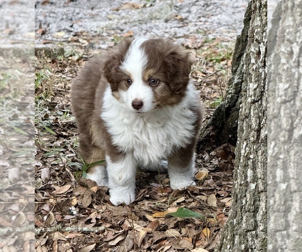 Medium Photo #13 Miniature Australian Shepherd Puppy For Sale in ANTHONY, FL, USA
