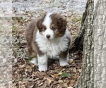 Small Photo #13 Miniature Australian Shepherd Puppy For Sale in ANTHONY, FL, USA