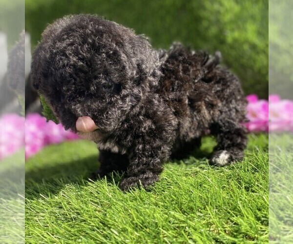 Medium Photo #8 Poodle (Toy) Puppy For Sale in JACKSONVILLE, FL, USA