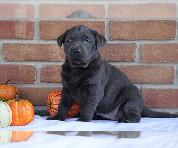Medium Photo #3 Labrador Retriever Puppy For Sale in FREDERICKSBG, OH, USA