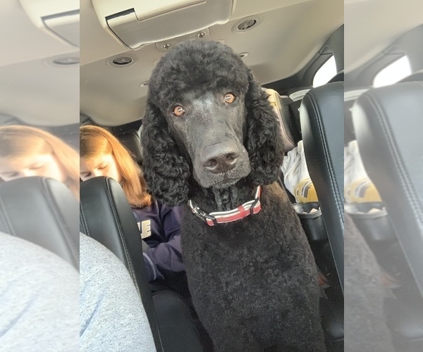 Medium Photo #1 Goldendoodle Puppy For Sale in TROY, IL, USA