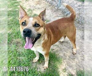 Mutt Dogs for adoption in Conroe, TX, USA