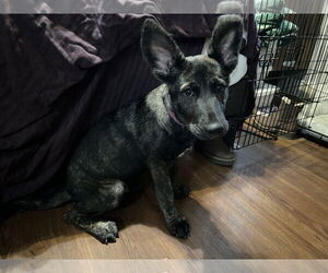 German Shepherd Dog-Holland Shepherd Mix Dogs for adoption in Modesto, CA, USA