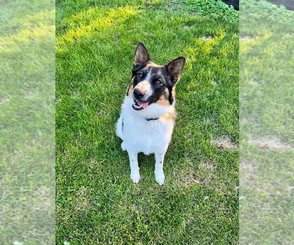 Medium Photo #13 Border Collie-Unknown Mix Puppy For Sale in Mundelein, IL, USA