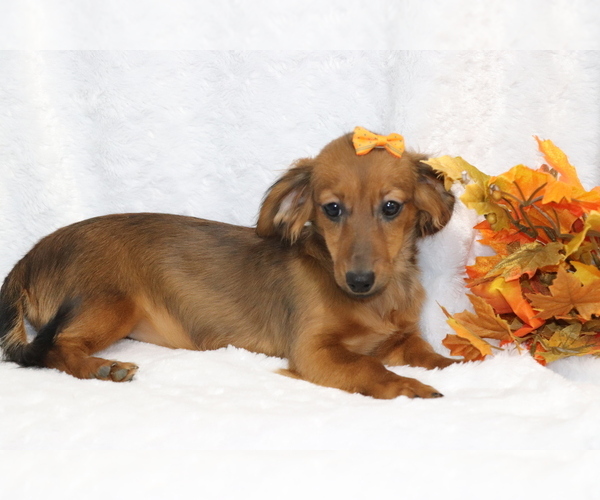 Medium Photo #3 Dachshund Puppy For Sale in SHILOH, OH, USA