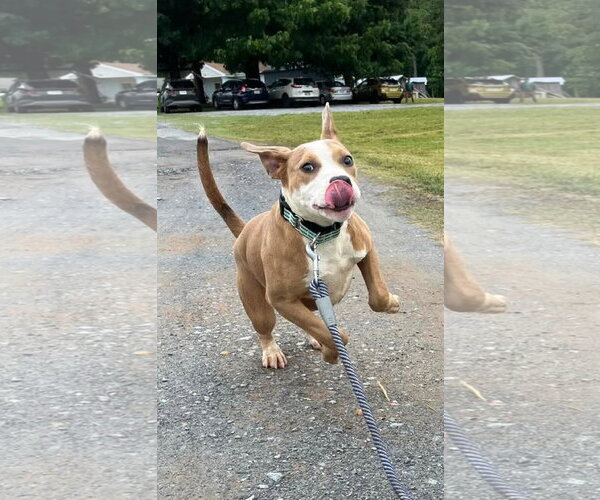 Medium Photo #5 Mutt Puppy For Sale in Rustburg, VA, USA