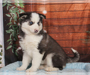 Siberian Husky Puppy for sale in PENNS CREEK, PA, USA