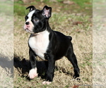 Small Boston Terrier