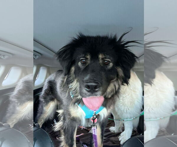 Medium Photo #1 Great Pyrenees-Unknown Mix Puppy For Sale in Croydon, NH, USA