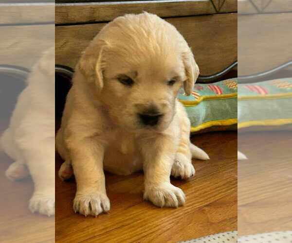 Medium Photo #2 English Cream Golden Retriever Puppy For Sale in MEBANE, NC, USA
