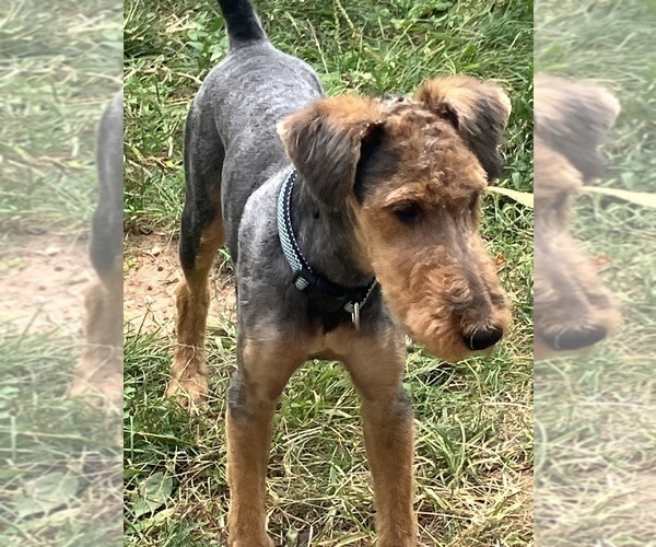 Medium Photo #1 Airedale Terrier Puppy For Sale in POTTSTOWN, PA, USA