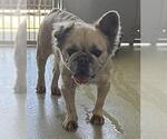 Small French Bulldog