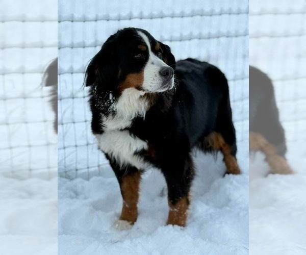 Medium Photo #1 Bernedoodle Puppy For Sale in NICEVILLE, FL, USA