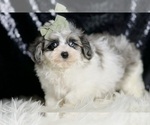 Small #3 Maltipoo (Miniature)