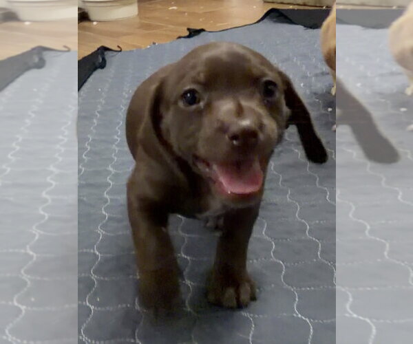 Medium Photo #1 Daug Puppy For Sale in Green Forest, AR, USA