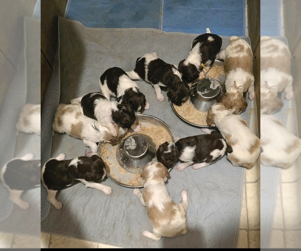 Medium Photo #13 Brittany Puppy For Sale in MOHAWK, NY, USA