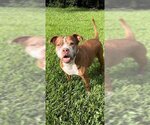 Small #6 American Pit Bull Terrier