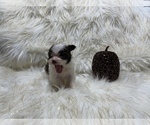 Small Photo #28 Shiranian Puppy For Sale in HAYWARD, CA, USA
