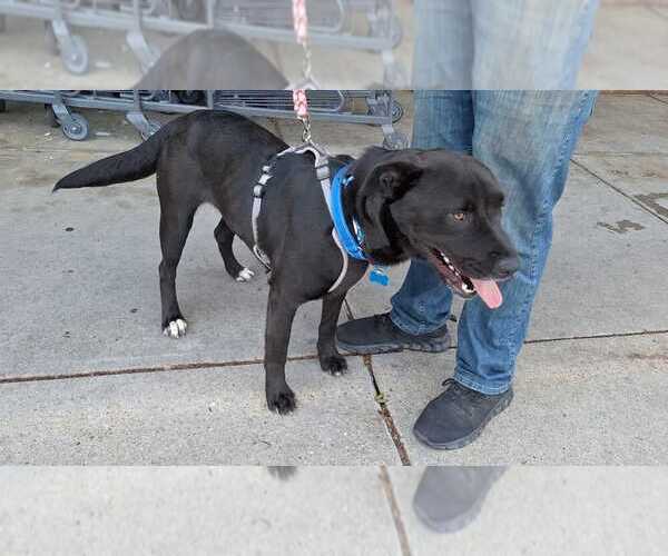 Medium Photo #7 Labrador Retriever-Unknown Mix Puppy For Sale in Bethesda, MD, USA