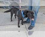 Small #6 Labrador Retriever Mix