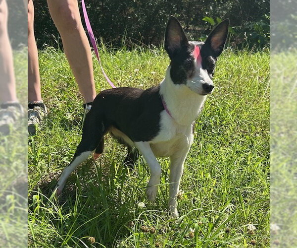Medium Photo #1 Rat Terrier-Unknown Mix Puppy For Sale in Wetumpka, AL, USA