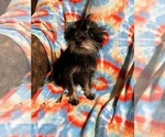 Puppy Puppy 4 Snorkie