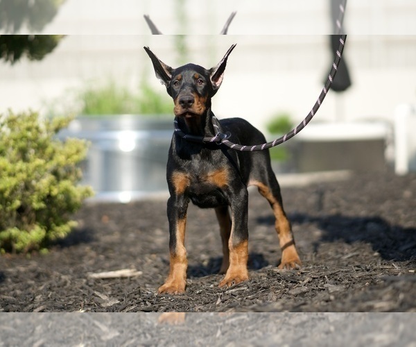 Medium Photo #5 Doberman Pinscher Puppy For Sale in WARSAW, IN, USA