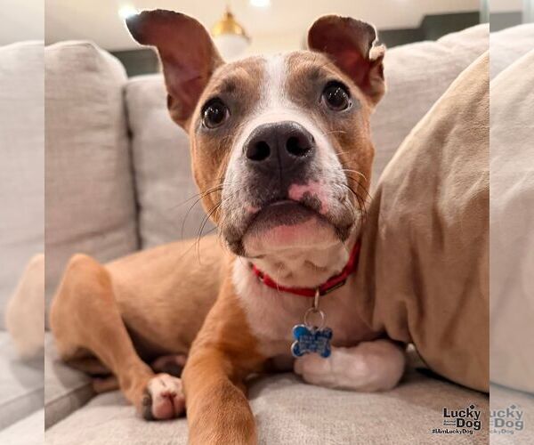 Medium Photo #5 Boxador Puppy For Sale in Washington, DC, USA