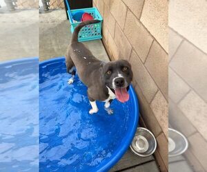 Caprese - Female Mutt Dog for Adoption - Photo #4