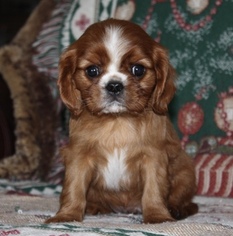 Cavalier King Charles Spaniel Puppy for sale in HOUGHTON, IA, USA