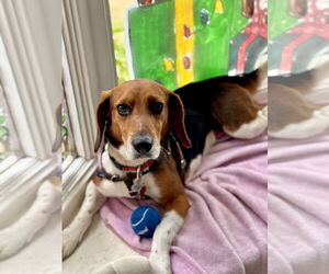 Beagle Dogs for adoption in Tampa, FL, USA
