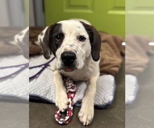 American Pit Bull Terrier-Unknown Mix Dogs for adoption in Las Vegas, NM, USA