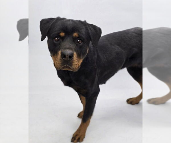 Medium Photo #6 Rottweiler-Unknown Mix Puppy For Sale in Lakewood, CO, USA