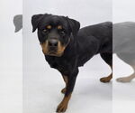 Small #5 Rottweiler Mix