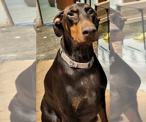 Mother of the Doberman Pinscher puppies born on 04/29/2025