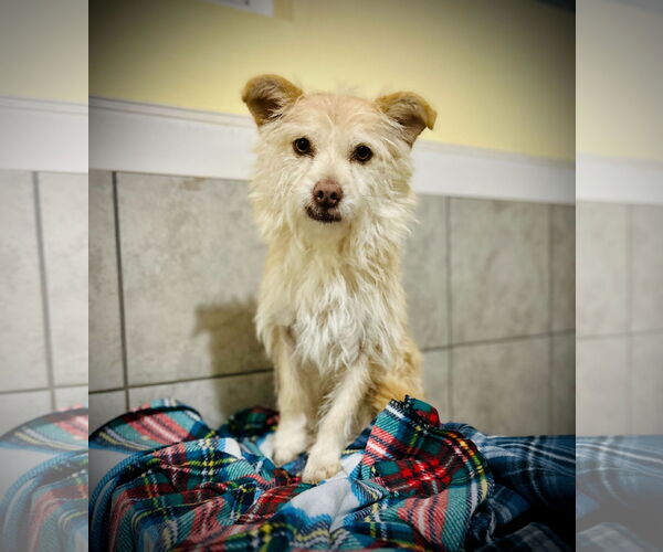 Medium Photo #4 Mutt Puppy For Sale in Pacolet, SC, USA