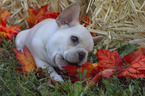 Small Photo #10 French Bulldog Puppy For Sale in GARNER, NC, USA