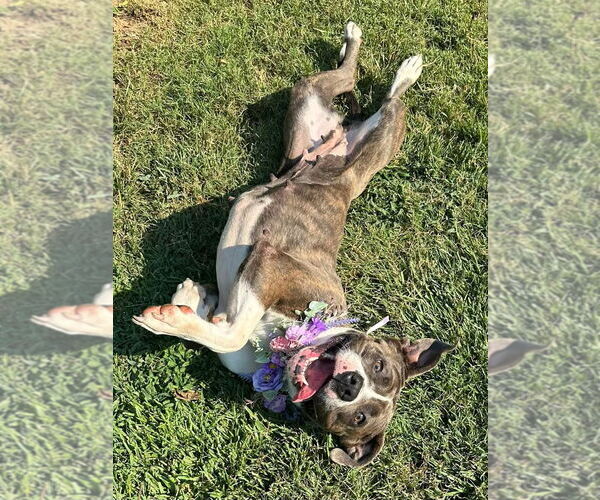 Medium Photo #2 Bullboxer Pit Puppy For Sale in Redlands, CA, USA