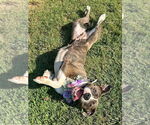 Small #1 Bullboxer Pit