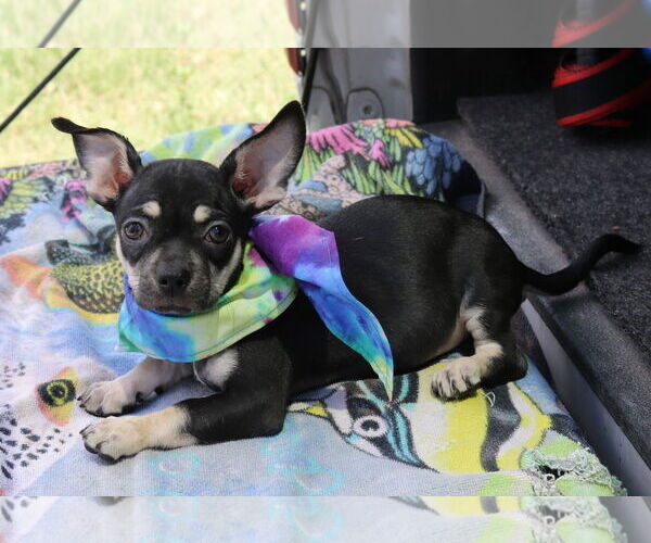 Medium Photo #2 Chug Puppy For Sale in Bandera, TX, USA