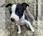 Small #3 Rat Terrier