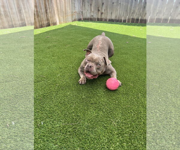 Medium Photo #2 American Staffordshire Terrier-French Bulldog Mix Puppy For Sale in Mission Viejo, CA, USA