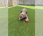 Small #1 American Staffordshire Terrier-French Bulldog Mix