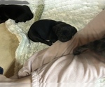 Small Photo #63 Frenchie Pug Puppy For Sale in BLOOMINGTON, IL, USA