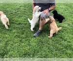 Small Photo #2 Poodle (Standard) Puppy For Sale in COLUMBUS, NE, USA