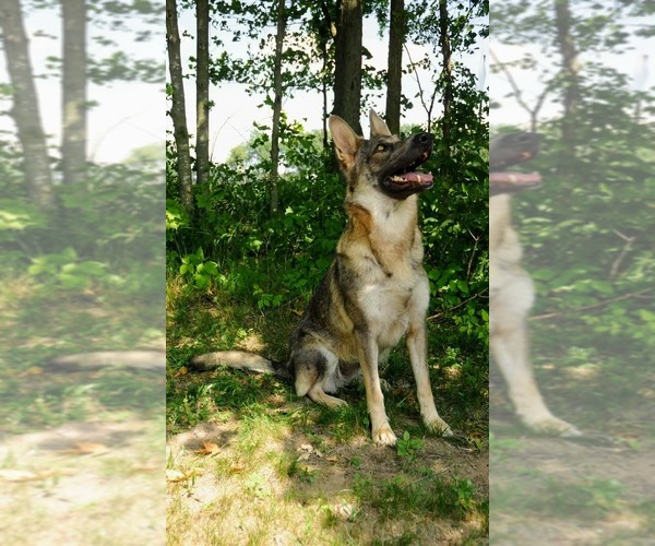 Medium Photo #1 German Shepherd Dog Puppy For Sale in LITCHFIELD, MI, USA