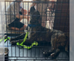 Small #2 American Staffordshire Terrier Mix