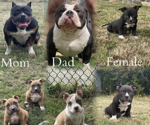 American Bully Puppy for sale in TACOMA, WA, USA