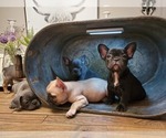 Small Photo #6 French Bulldog Puppy For Sale in WENTZVILLE, MO, USA